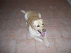 Sehr Hübscher Labrador Rüde 2 jahr alt abzugeben