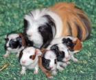 Junge Meerschweinchen