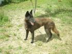 Sanfte verschmuste belgische Schäferhundmix - Hündin