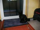 Charly 9 Monate sucht neues Zuhause mit Garten