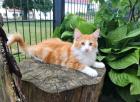 Norwegische Waldkatzen Kitten reinrassig - Babys mit Stammbaum