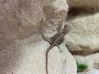 Rote Farb Bartagame Jungtiere