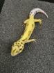 Leopardgecko NZ 2022 Lemon Frost
