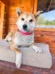 Miyu - Shiba Inu -Mix