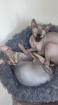 Sphynx Kitten mit Stammbaum vom Züchter