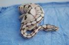 Python regius NZ 2022 Butter Butterpastel Lesser Blue Ey Lucy Lesserbee und Past