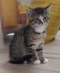 Nala - sucht dringend ein Zuhause aus dem Tierschutz / gechipt geimpft