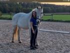 Reitbeteiligung/ Reiter sucht Pferd