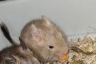 Degus zu verkaufen