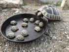 Griechische Landschildkröten NZ 2022
