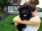 2 lackschwarze Altdeutsche Schäferhundewelpen Rüde