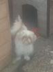 Shih tzu rüde