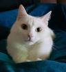 SAMY - europäische Hauskatze - 3 5 Jahre - Tiehilfe-Franken e. V.