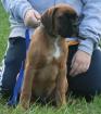 Verk wünderschöne Boxerwelpen