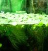Muschelblume Pistia stratiotes
