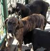 Dringend Deutsche Dogge Welpen mit Papiere abzugeben