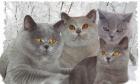 3 BKH lilac Katerchen geb. 17. 04. 2022