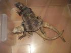 2. 0 Chuckwalla Sauromalus obesus