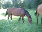 Kräftiger braver Warmblutwallach zu verkaufen