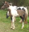 Barockpinto Hengstfohlen aus bester friesicher Linie