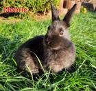 Hasenbabys 1 5 Monate - Tierhilfe-Franken D. V.
