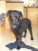 Labrador Rüde 1 5 Jahre schwarz