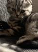 Reinrassigen Britisch-Kurzhaar-Katzenbabys Farbe black silver tabby classic