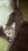 Getigerter Kater vermisst in Bad Aibling