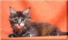 2 hübsche bunte Maine Coon Mädchen