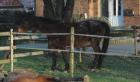23-jährige braune Warmblut-Stute