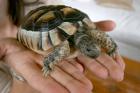 Testudo Marginata weibchen 6 Jahre alt zum verkaufen