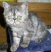 Wunderschöne reinrassige Exotic-Shorthairbabys