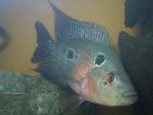 Viele Jungfische per Versand
