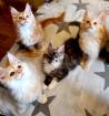 Reinrassige Maine Coon kitten