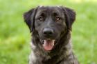 LEONIE - charmanter Mischling - 2 Jahre 4Monate - Tierhilfe-Franken e. V.