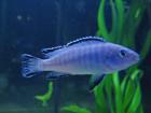 Malawiseecichliden Pseudotropheus socolofi