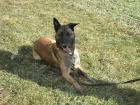 Hübscher Malinois-Rüde DMC 5 Jahre kastriert