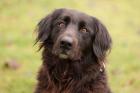 Mirella - azsgeglichener Groenendale-Labrador-Mix - 5 5 Jahre - Tierhilfe-Frank