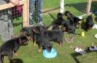 Typvolle Reinrassige Kräftige ADRK Rottweilerwelpen abzugeben Reinrassig