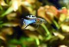Japan Blue Endler RARITÄT reinerbig Versand/ Abholung