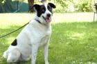 BADOU - Mix - 6 Jahre - Tierhilfe-Franken e. V.