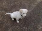 Golden Retriever Männchen 10 wochen alt