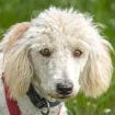 KEFIR - Puli-Mix - 1 Jahr - Tierhilfe-Franken e. V.