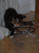 Liebe 4 farbige Katze abzugeben