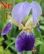 Biete Verschiebene Schwertlilien Iris . Blumen.