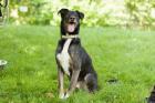 COLORADO - Mischling - 8 Jahre - Tierhilfe-Franken e. V.