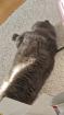 Graue BKH/SF Katze gesucht