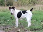 Lilly - lieb aktiv verträglich - Foxterrier-Mischling