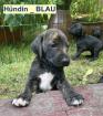 Bildhübscher schlauer Ridgeback Mix - 1x Rüde 8x Hündin
