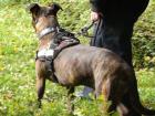 Tierparkwanderung mit Hund im Berliner Tierpark